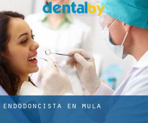 Endodoncista en Mula